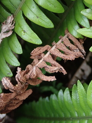 Blechnum durum
