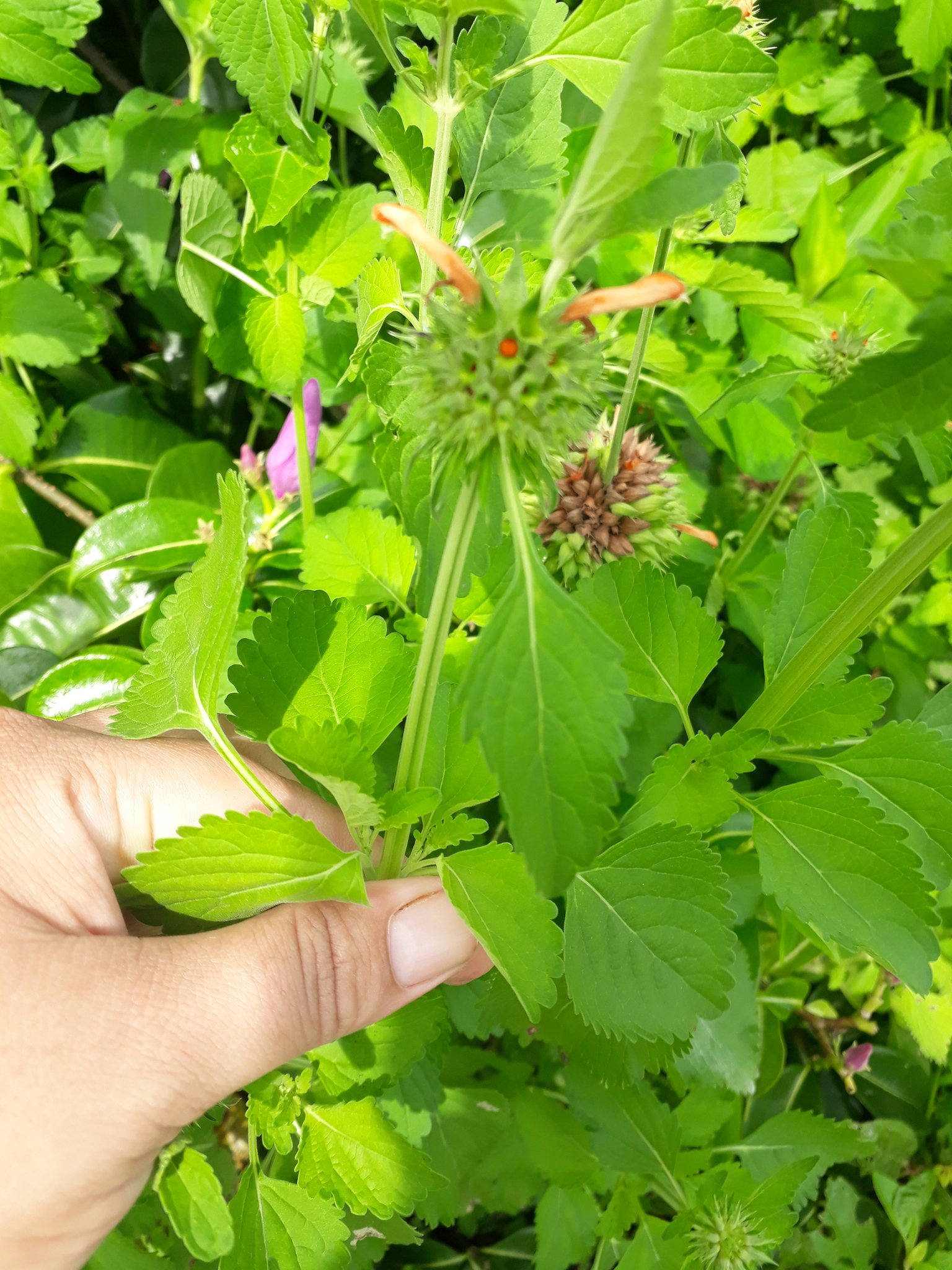 Leonotis nepetifolia