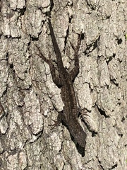Anolis sagrei