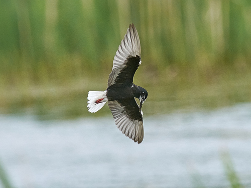 Fumarel aliblanco (Chlidonias leucopterus)