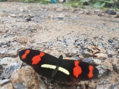 Heliconius telesiphe