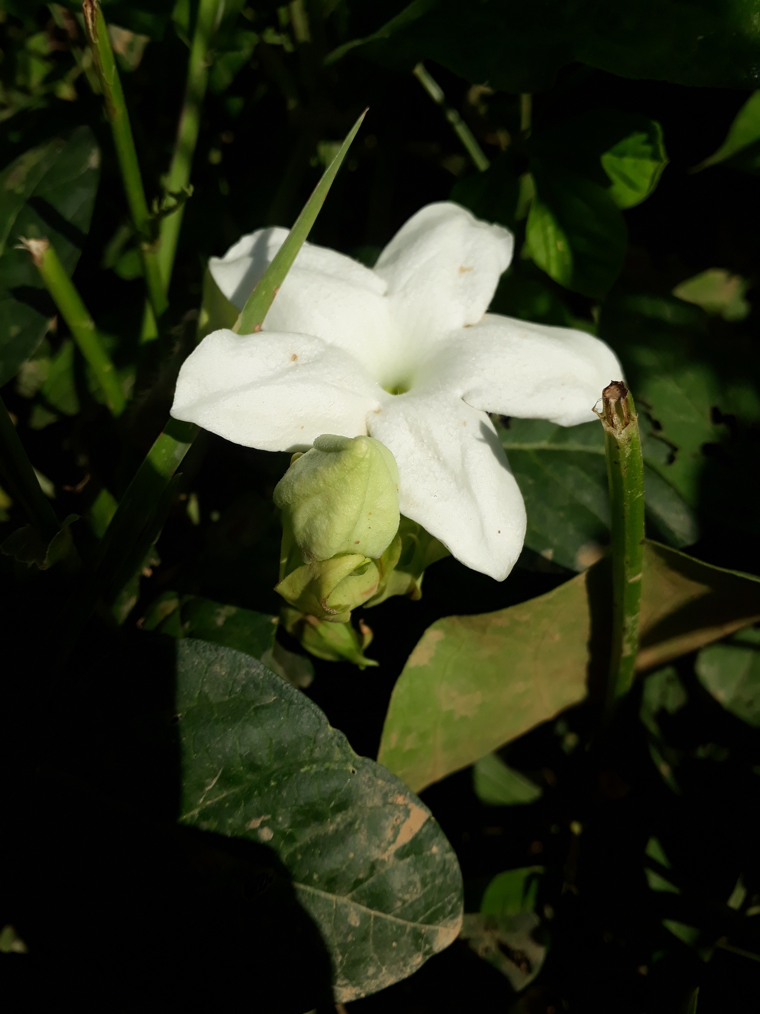 Macroscepis grandiflora