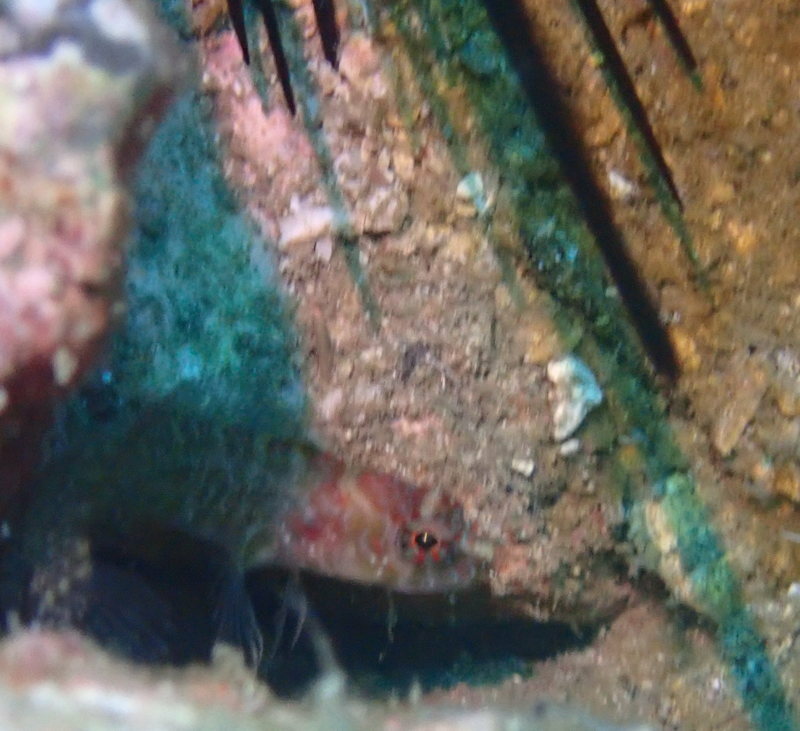 Brownspotted Blenny