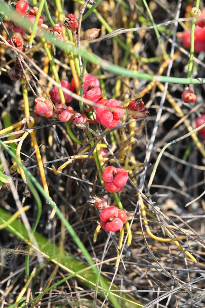 European Ephedra in July 2023 by Attila Lengyel · iNaturalist