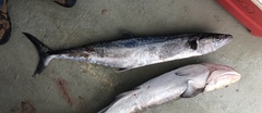 Scomberomorus cavalla