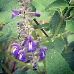 Salvia humboltiana