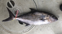 Seriola rivoliana