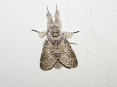 Calliteara cerigoides