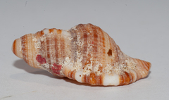Monoplex pilearis