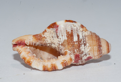 Monoplex pilearis