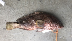 Epinephelus adscensionis