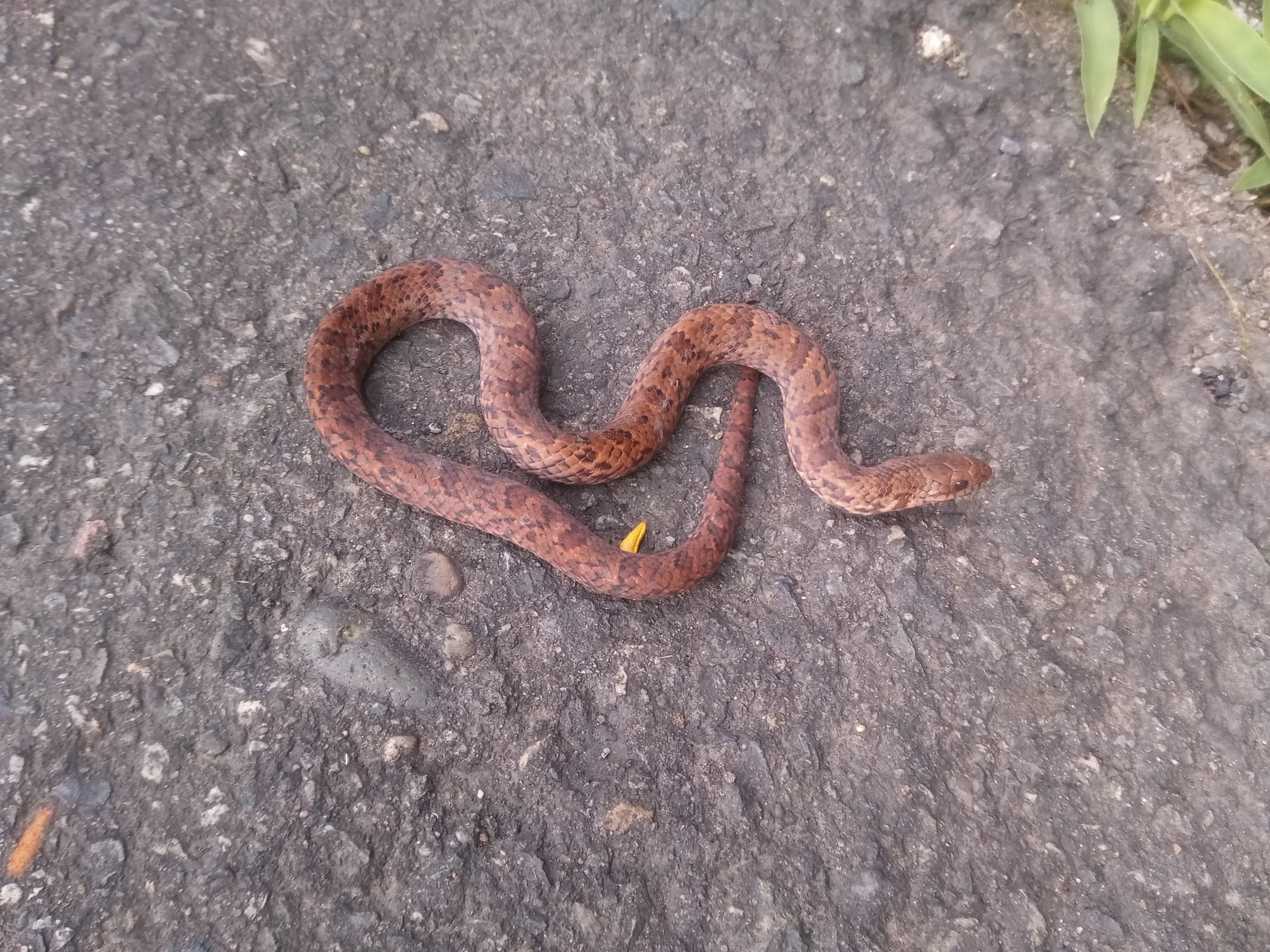 Stenorrhina image