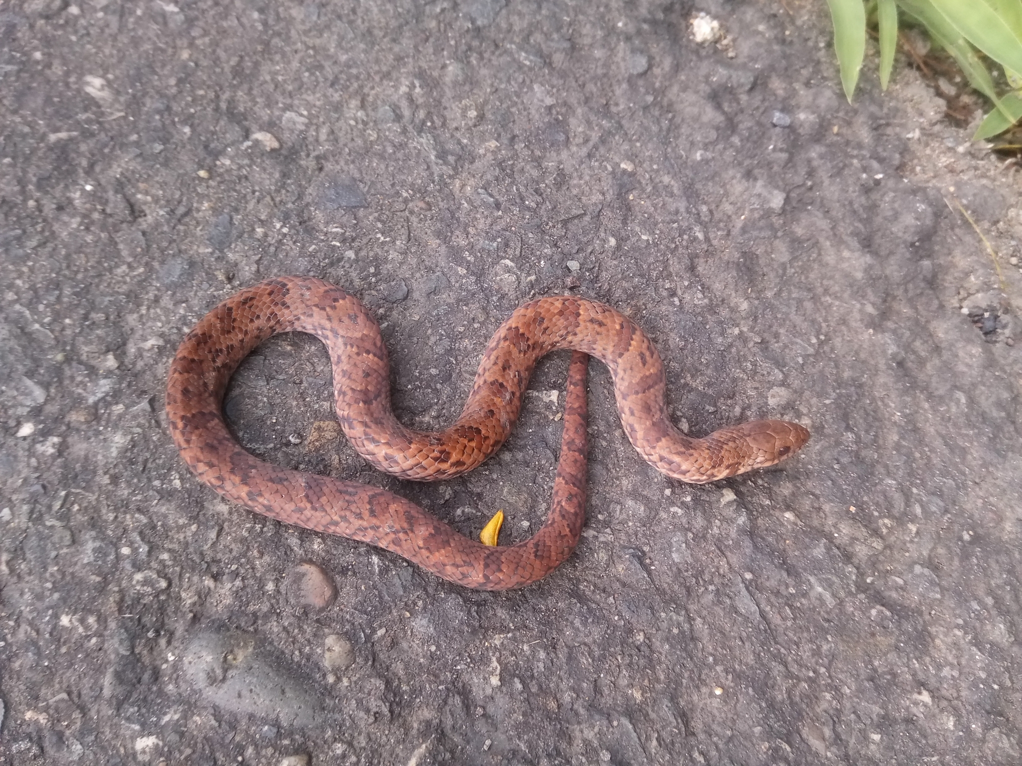 Stenorrhina degenhardtii image