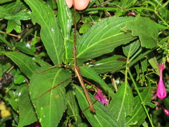 Diesbachia