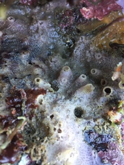 Halichondria panicea