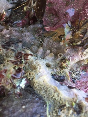 Halichondria panicea