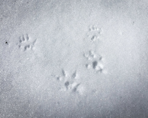 iNaturalist observation photo of Douglas's Squirrel