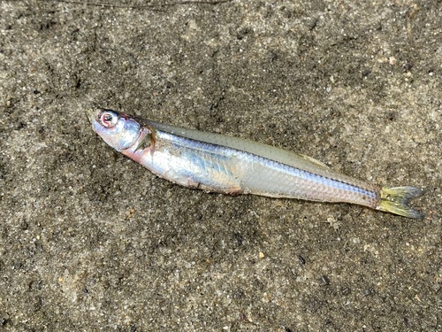 Atlantic silverside (Menidia menidia) — Atherinopsidae — 3