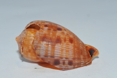 Cypraecassis testiculus