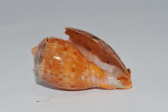 Cypraecassis testiculus