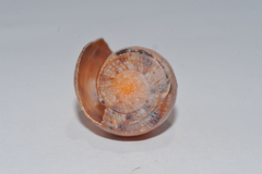 Cypraecassis testiculus