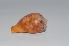 Cypraecassis testiculus