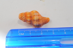 Latirus