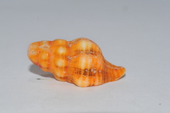 Latirus
