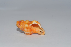 Latirus