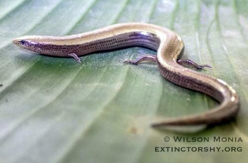 Proscelotes aenea