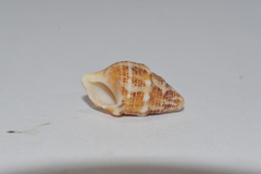 Cerithium litteratum