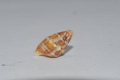 Cerithium litteratum