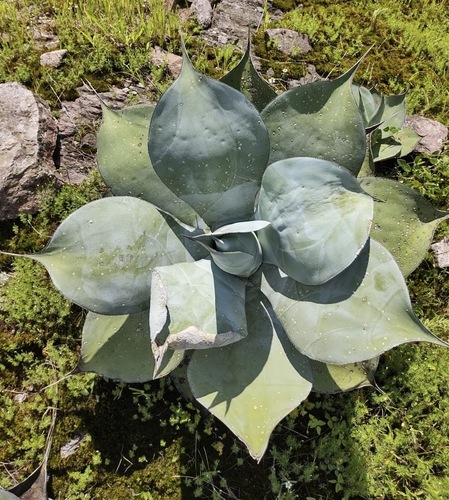 Agave pedunculifera