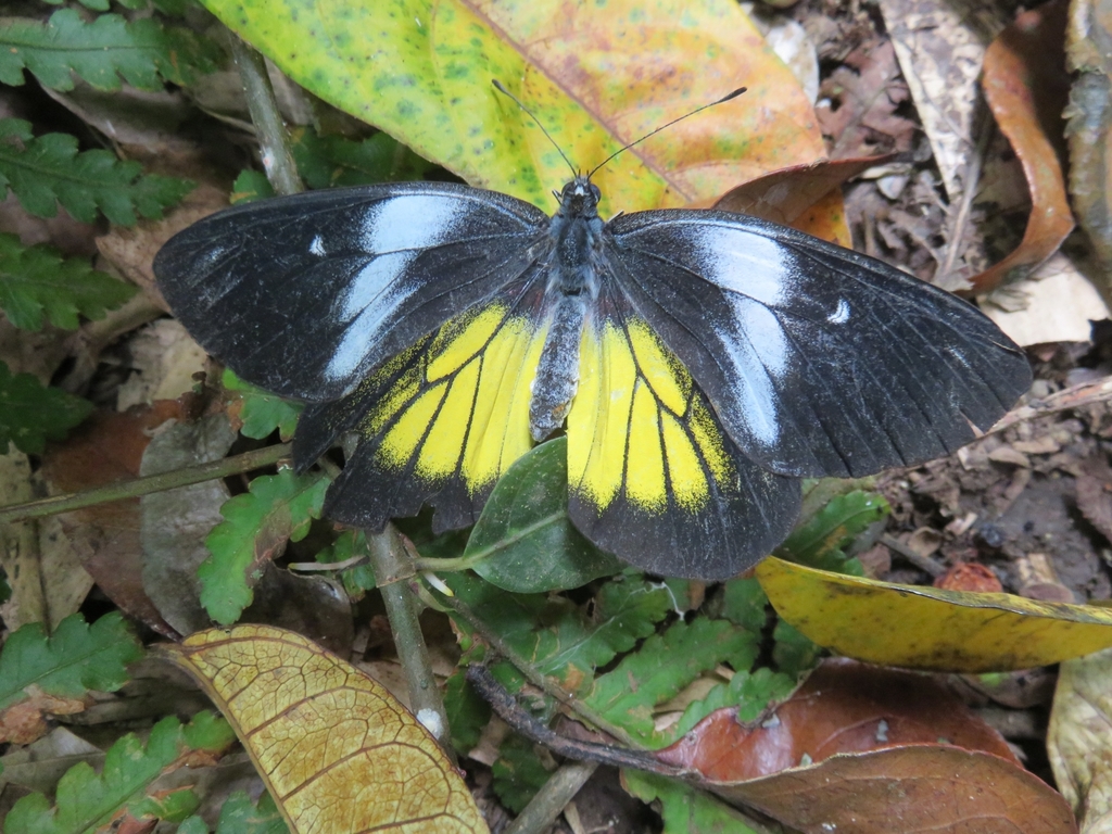 Delias henningia