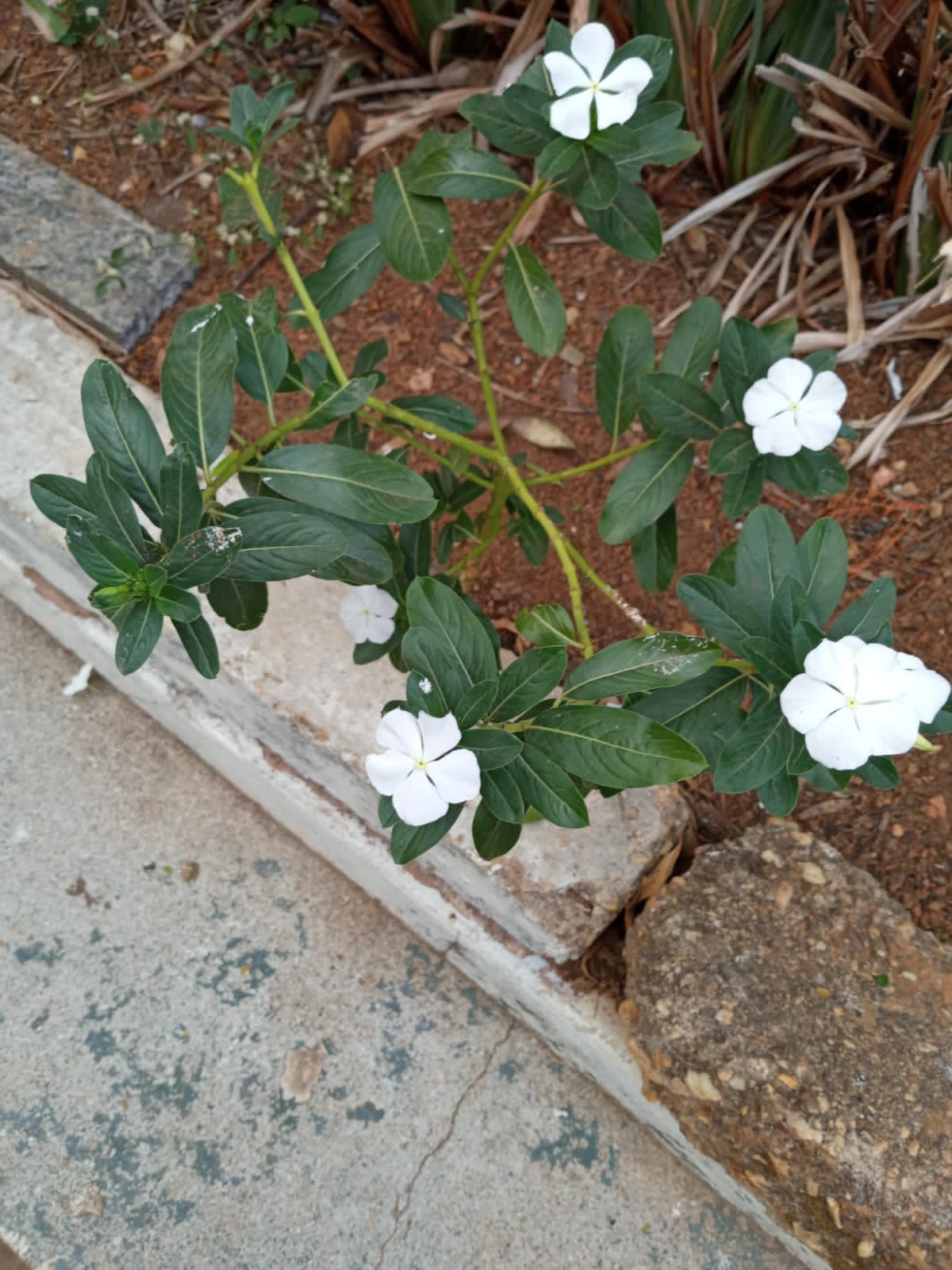 Catharanthus roseus