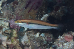 Stethojulis interrupta