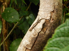 Copeoglossum nigropunctatum