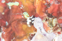 Colpodaspis thompsoni