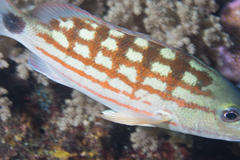 Lutjanus decussatus