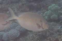 Siganus punctatus