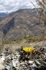 Hypochaeris sessiliflora