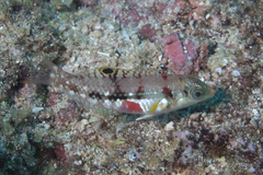 Halichoeres nebulosus
