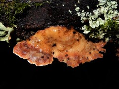 Gloeophyllum trabeum