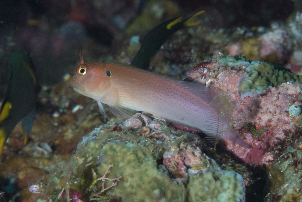 Blackflap Blenny