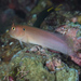 Eared Blenny - Photo (c) Mark Rosenstein, some rights reserved (CC BY-NC), uploaded by Mark Rosenstein