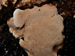 Gloeophyllum trabeum