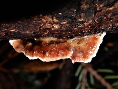 Gloeophyllum trabeum