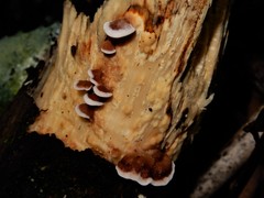 Gloeophyllum trabeum