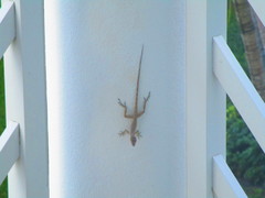 Anolis scriptus