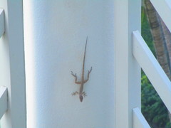 Anolis scriptus
